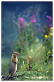 arctic squirrell and wildflowers